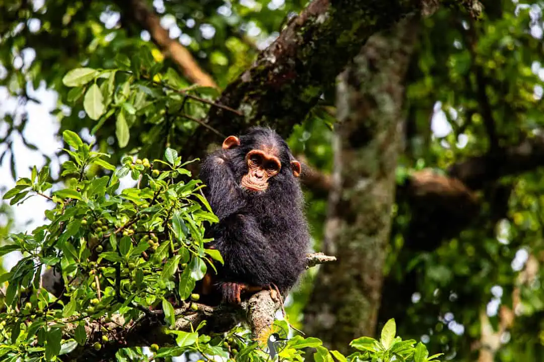 chimpanzee - kibale forest